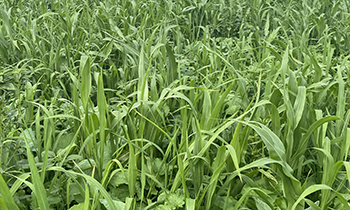 Sorghum sudan grass with peas.