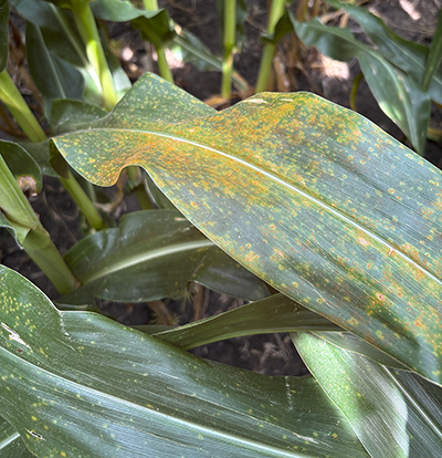 Southern rust on corn leaf.
