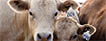 Two feedlot cattle. Photo credit USDA-ARS.