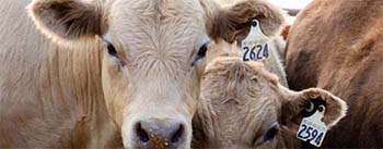 Two feedlot cattle.