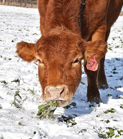 Red cow eating turnip in cover crop field.