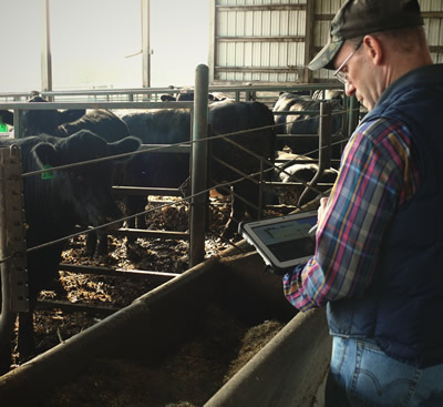 Producer recording feed bunk data overlooking a pen of cattle