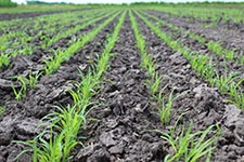 Field of cover crops.