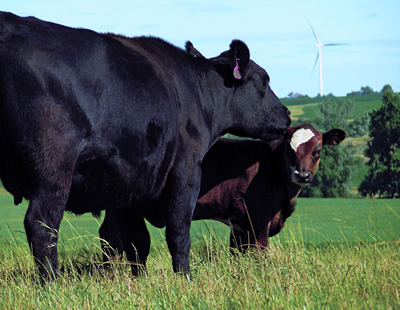 photo: Beef cow cares for her calf while on pasture.