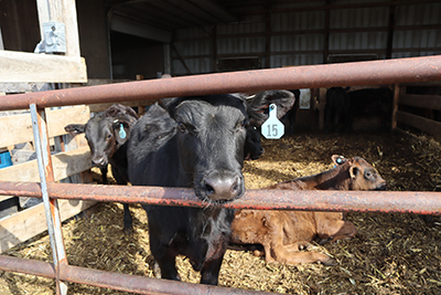 Dairy beef calves.