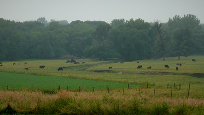 photo: Cows graze along a streambank.