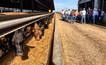 Feedlot cattle Eeting at bunk with short course attendees in the background.