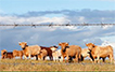 Cattle grazing in pasture.