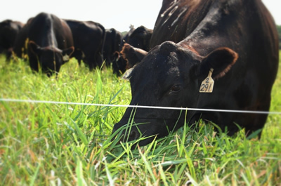 photo: A cow grazes in a fresh paddock.