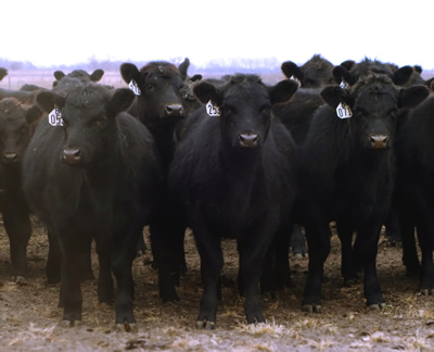 photo: Yearling heifers
