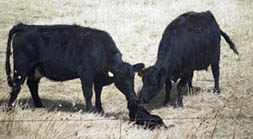 Cows and calf.