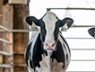 Black and white cow.