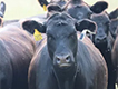 Angus cattle wearing technology tags.