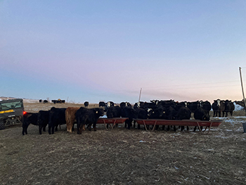 Weaned calves in a feedlot.