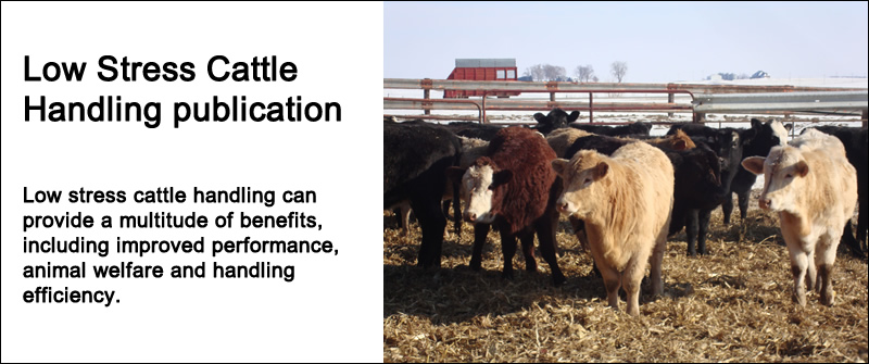 Low Stress Cattle Handling publication.