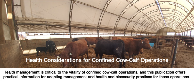 Cattle in hoop building.