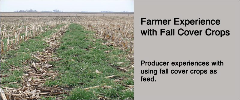 Fall cover crops.
