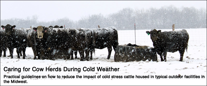 Cows in snow covered field.